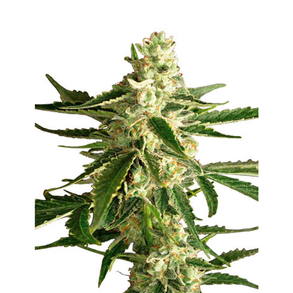 White Diesel Haze Automatic