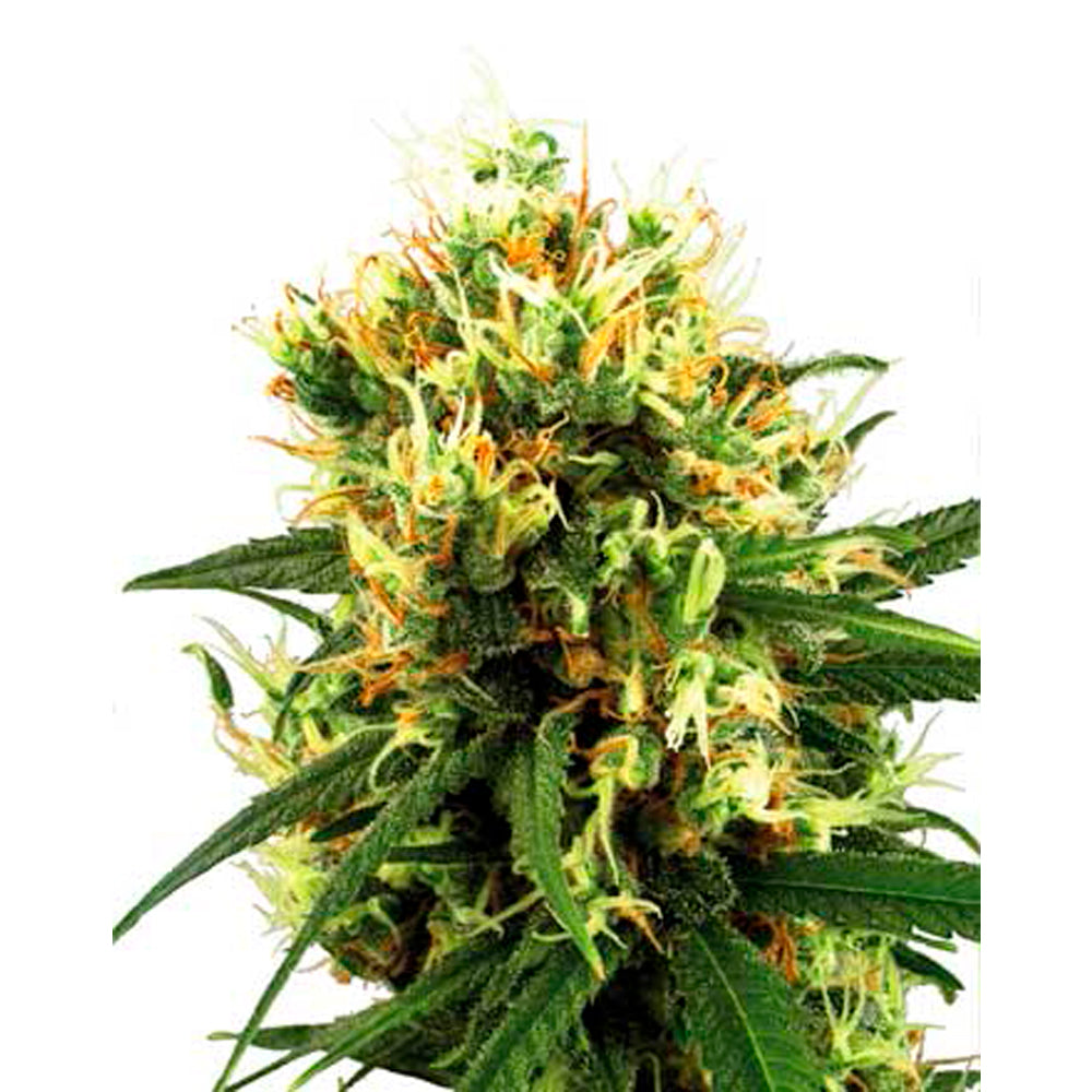 White Haze Automatic