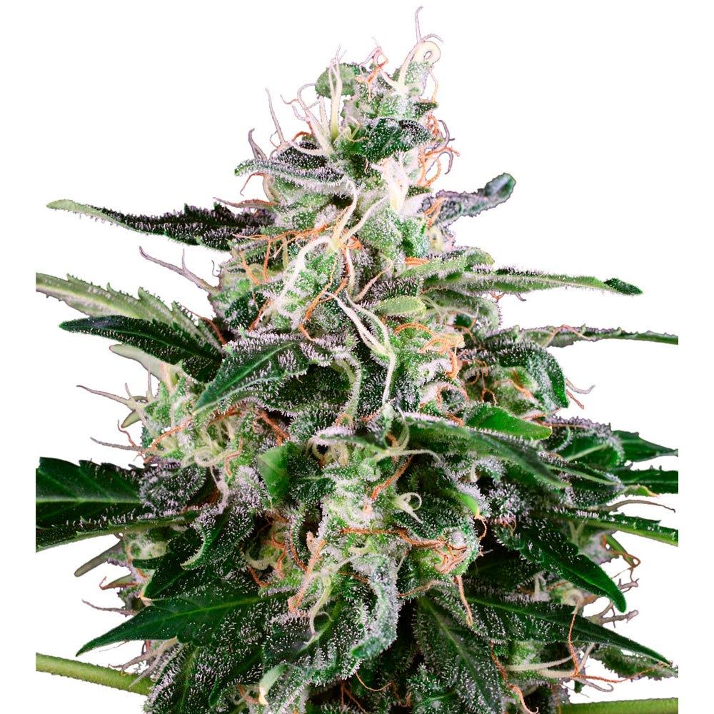 White Skunk Auto