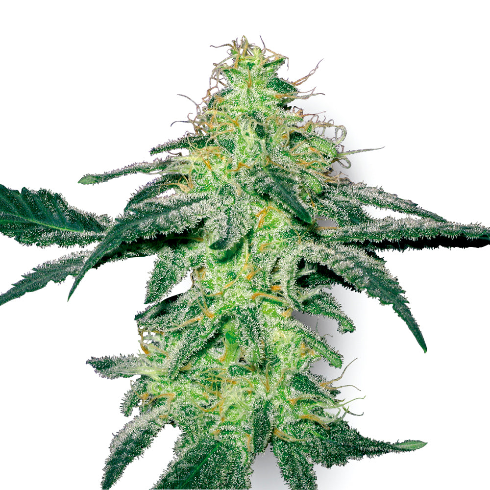 White Skunk