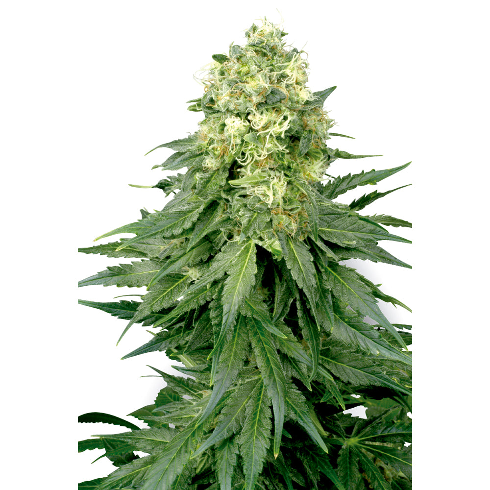 White Widow