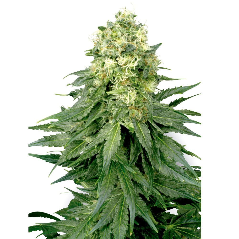 White Widow