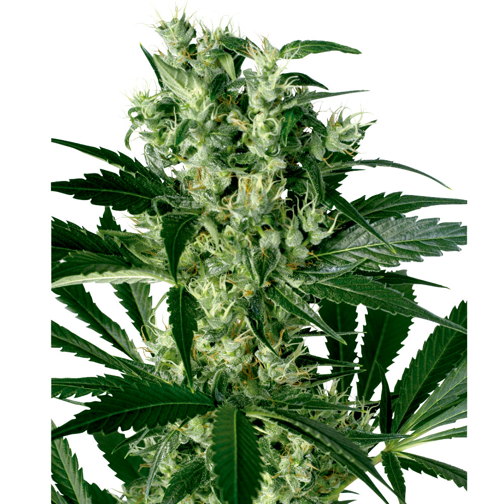 X-Haze