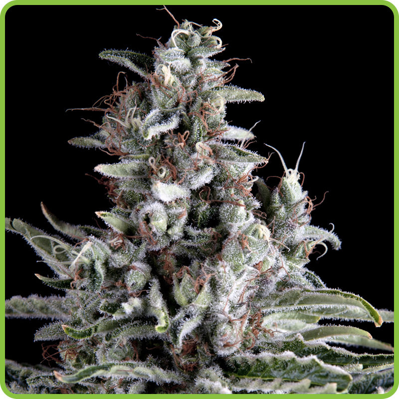 Anosia Haze