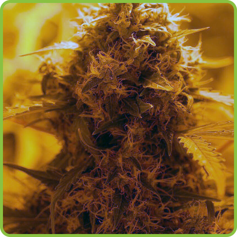 Olympus Kush Auto