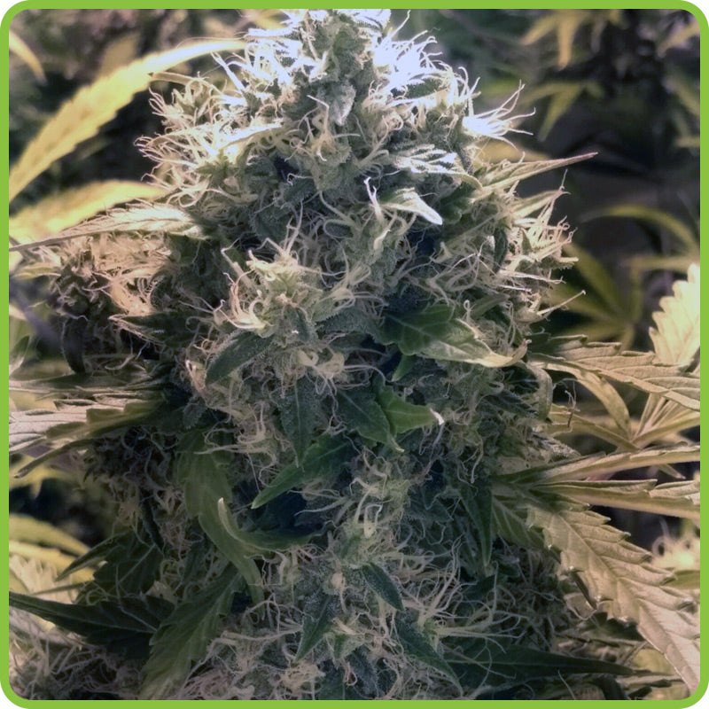 Olympus Kush