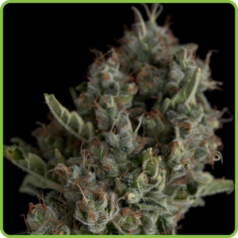 Sugar Power Plant Auto